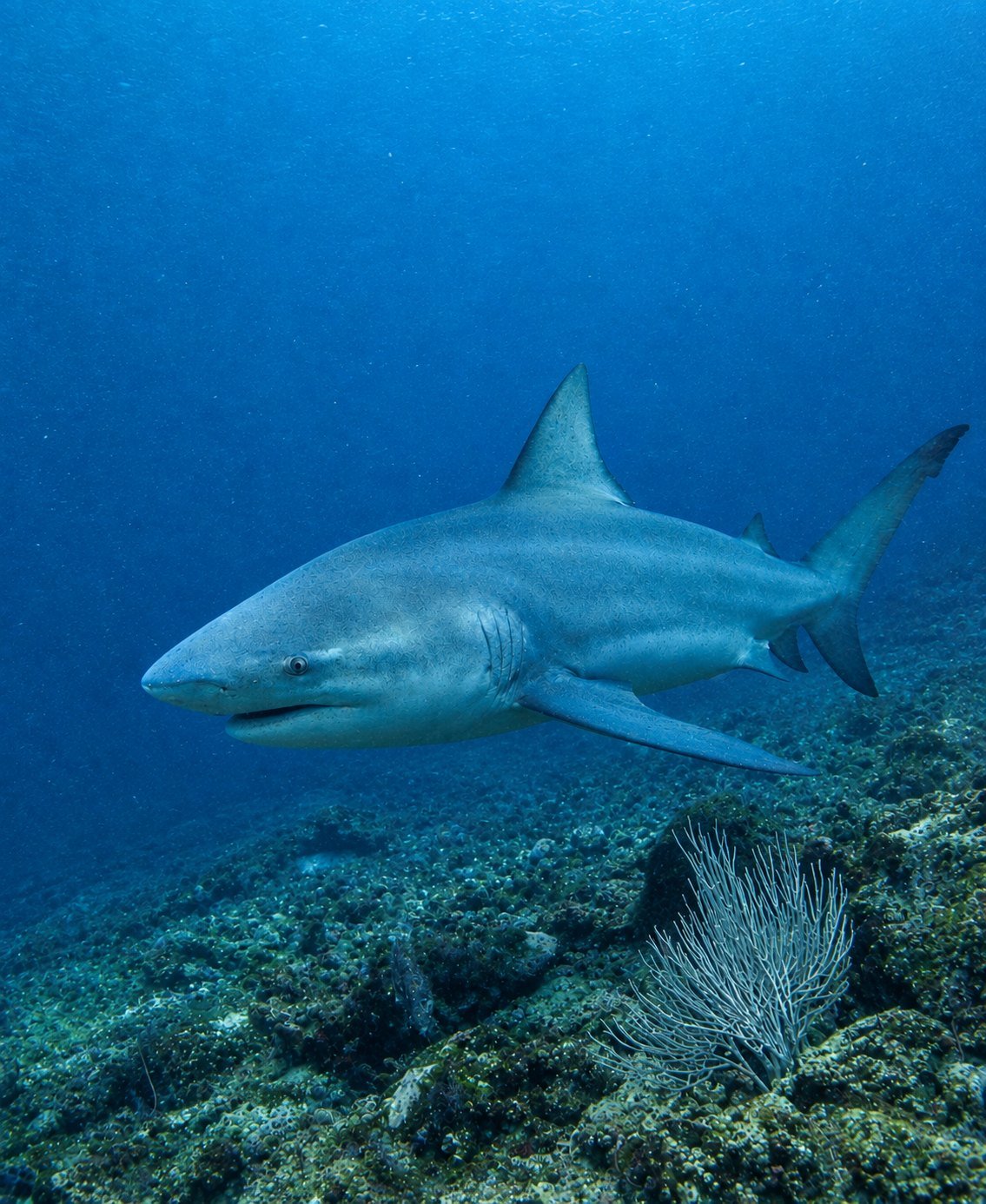 Bull shark swimming over the reef at the Bat Islands, Costa Rica