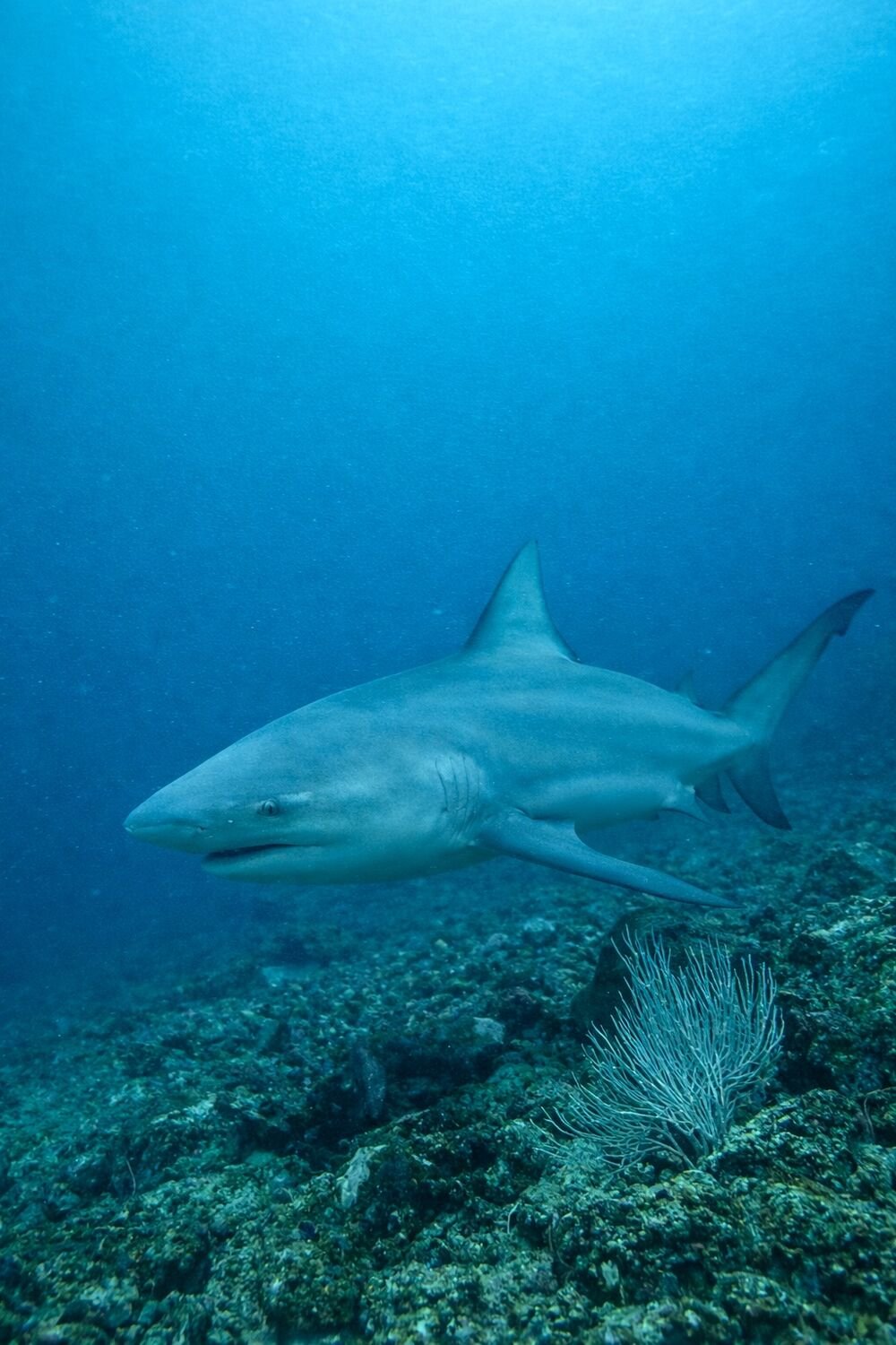 Bull shark at the Bat Islands