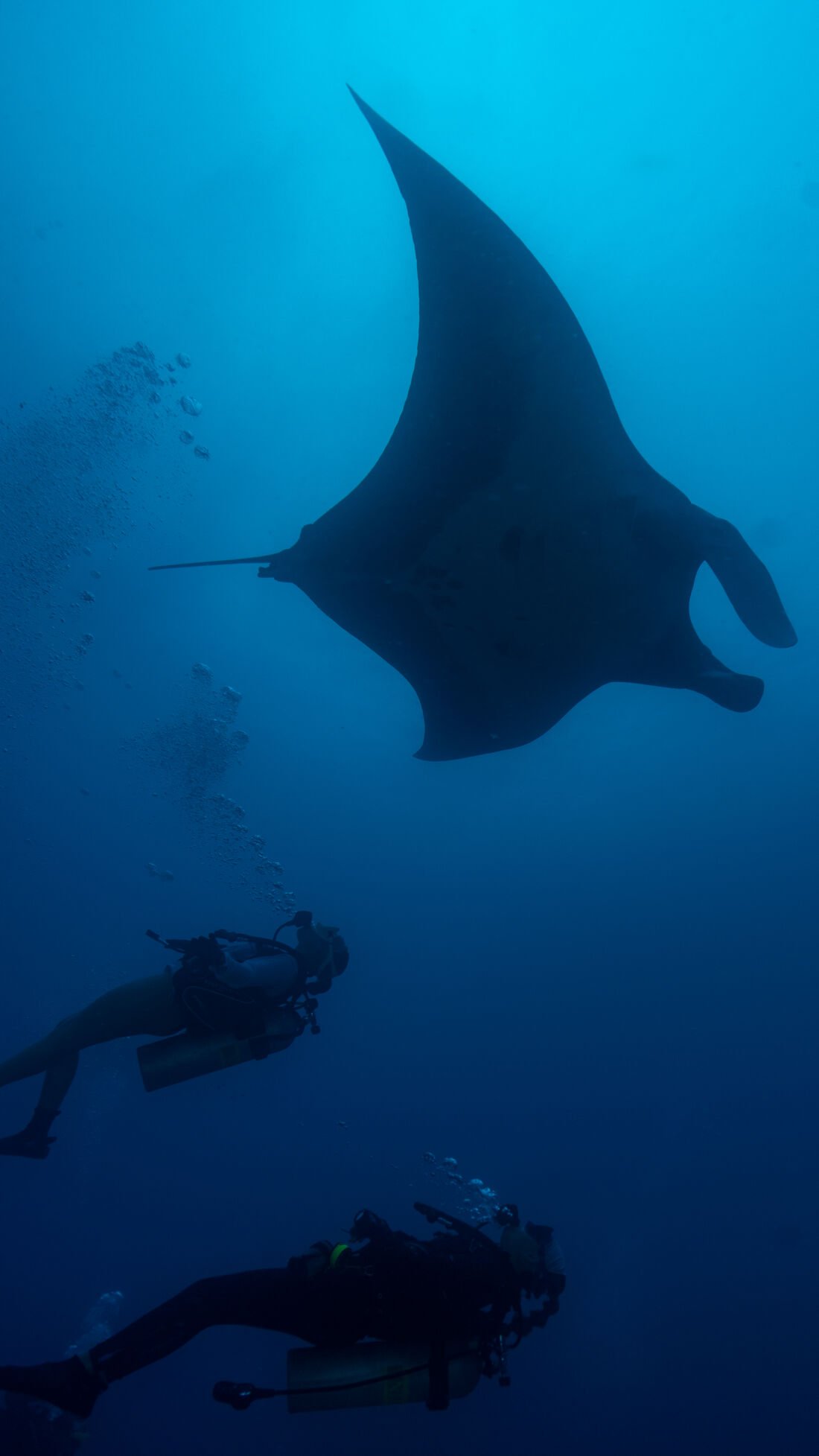 Giant manta ray with divers at the Catalina Islands, Costa Rica